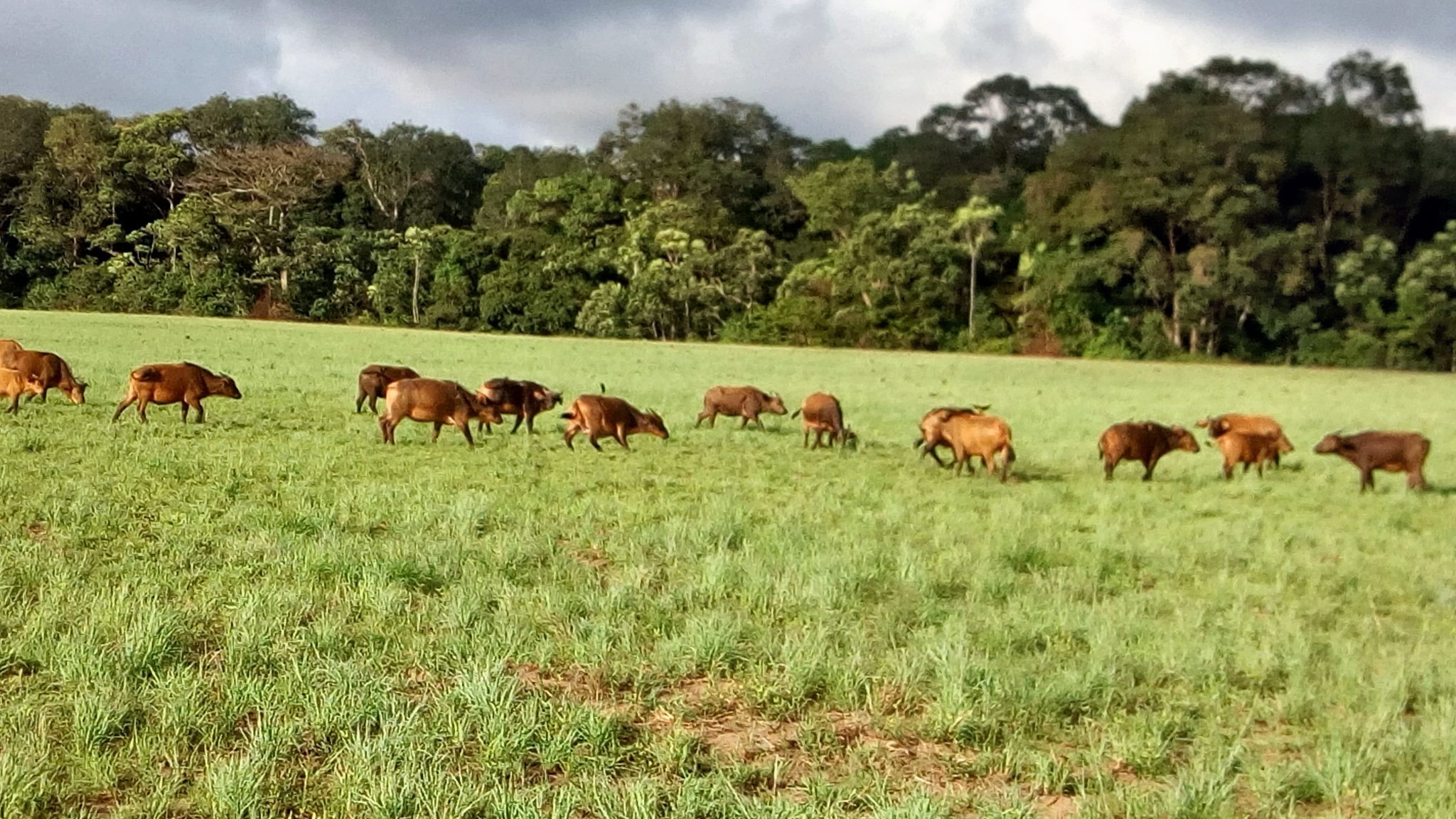 Gabon Loango National Park and Bwiti rituals Authentic Africa Travel